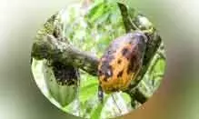 വിലയും വിളവുമില്ല; കൊക്കോ കര്‍ഷകര്‍ പ്രതിസന്ധിയില്‍