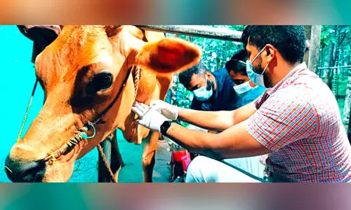 The cow was transfused with blood