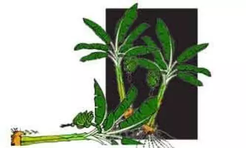 ഇൗ മാസം ഇതുവരെ 82.46 ലക്ഷത്തിന്‍റെ കൃഷിനാശം