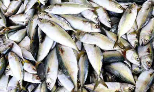 ലഭ്യത കുറഞ്ഞു; മീൻ വില കുതിക്കുന്നു