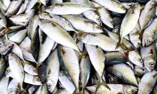 ലഭ്യത കുറഞ്ഞു; മീൻ വില കുതിക്കുന്നു