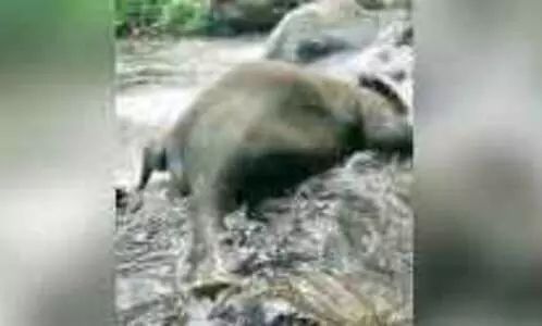 പു​ഞ്ച​ക്കൊ​ല്ലി​യി​ൽ ആ​ന ചെ​രി​ഞ്ഞ​ത് പു​ഴ ക​ട​ക്കു​ന്ന​തി​നി​ടെ പ​രി​​ക്കേ​റ്റ്