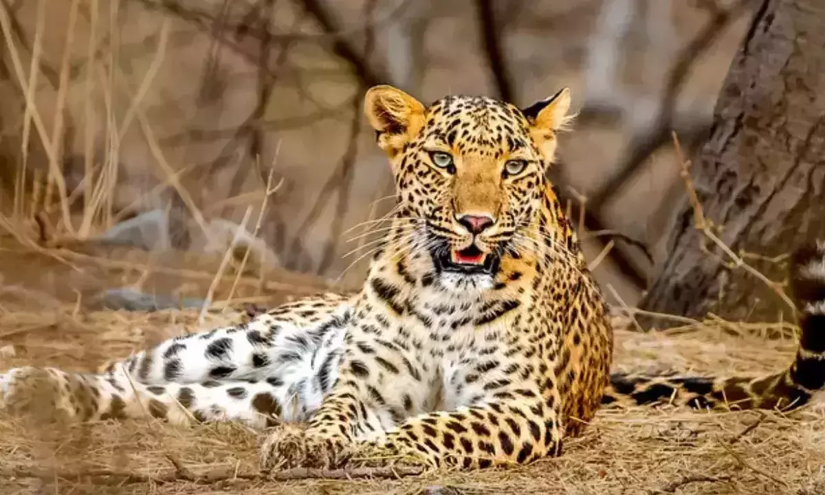 girl adopts leopard
