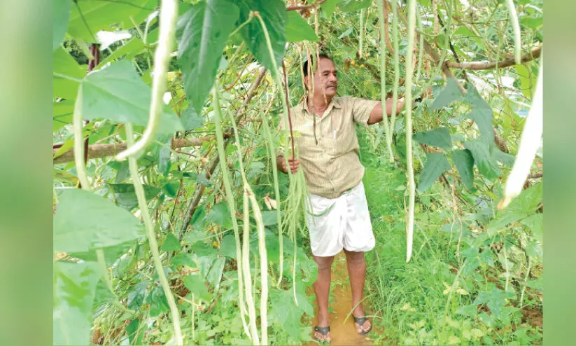 Success story in vegetable farming