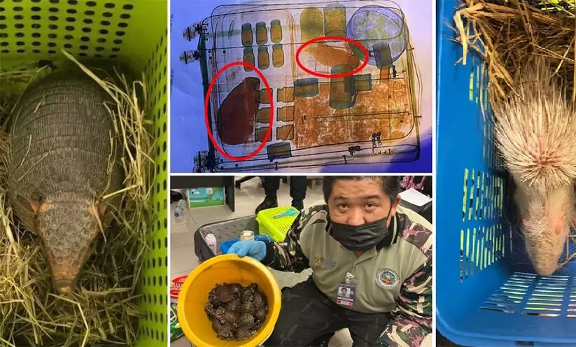 Tried to smuggle the animals