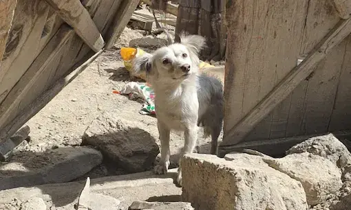Dog searches for loved ones lost in Afghanistan quake