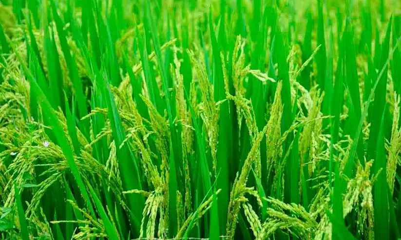 കുട്ടനാടൻ പാടങ്ങളിൽ കരിഞ്ചാഴി ശല്യം; രണ്ടാംകൃഷിക്ക് ഭീഷണി കുട്ടനാടൻ പാടങ്ങളിൽ കരിഞ്ചാഴി ശല്യം; രണ്ടാംകൃഷിക്ക് ഭീഷണി