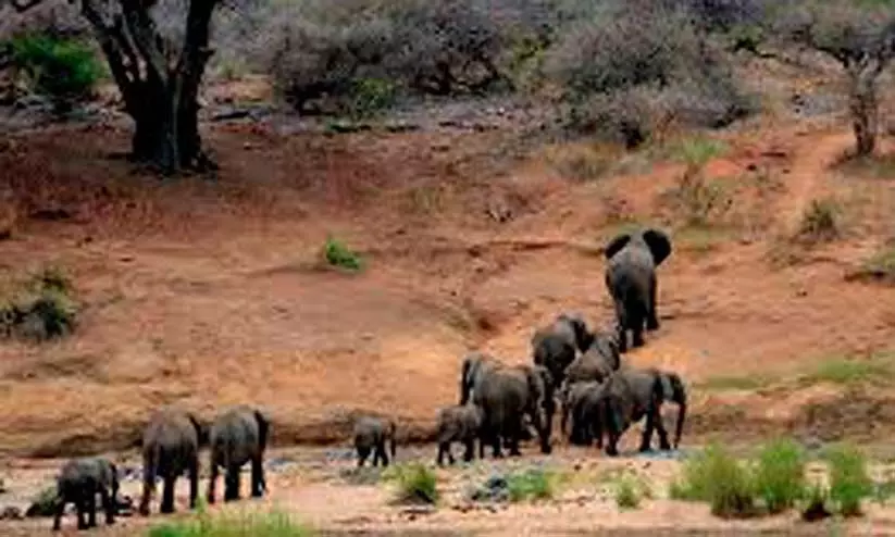 കാടിറങ്ങുന്ന വന്യമൃഗങ്ങൾ; ഉറക്കം നഷ്ടപ്പെട്ട് തോട്ടംമേഖല