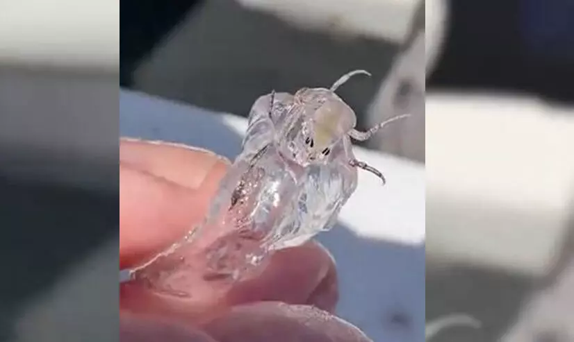 കടലിൽ നിന്ന് വിചിത്ര ജീവി കടലിൽ നിന്ന് വിചിത്ര ജീവി