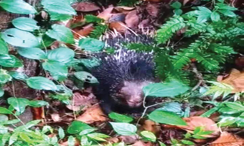 മുള്ളന്പന്നിയെ അവശനിലയില് കണ്ടെത്തി മുള്ളന്പന്നിയെ അവശനിലയില് കണ്ടെത്തി