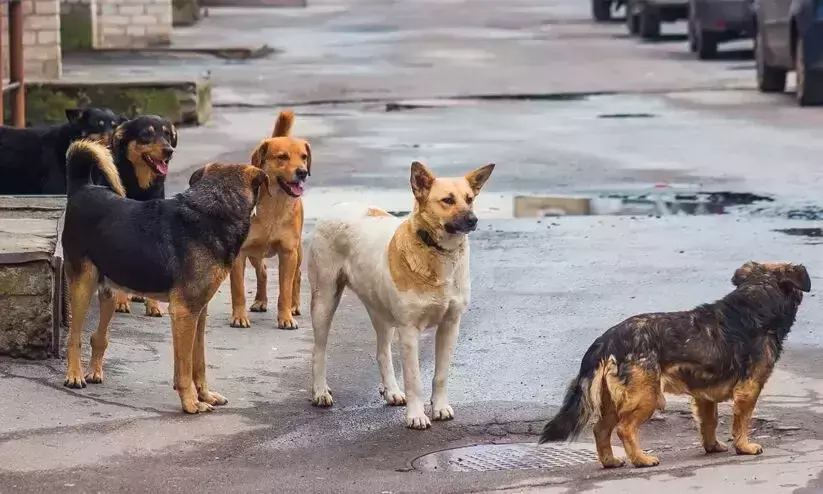 ഒളവണ്ണയിൽ തെരുവ് നായുടെ കടിയേറ്റ് ഏഴ് പേർക്ക് പരിക്ക്