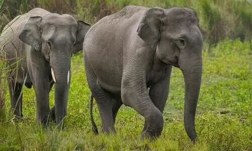 മൂ​ന്ന് ആ​ന​ക​ള്‍ കോ​ര​നൊ​ടി​യി​ലെ ജ​ന​വാ​സ മേ​ഖ​ല​യി​ല്‍