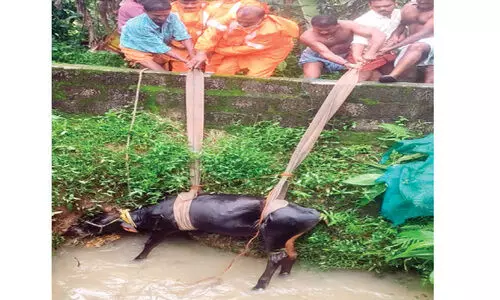 കു​ള​ത്തി​ൽ വീ​ണ കാ​ള​യെ ര​ക്ഷ​പ്പെ​ടു​ത്തി