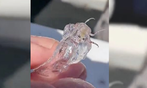 കടലിൽ നിന്ന് വിചിത്ര ജീവി