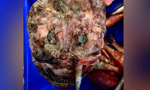 The monster in the sea