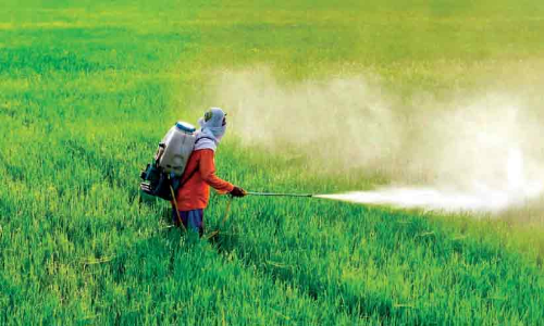 രാസവളങ്ങളുടെ വിലവർധനവും ലഭ്യതക്കുറവും; വലഞ്ഞ് കർഷകർ