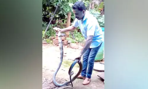 രാജവെമ്പാലയെ പിടികൂടി