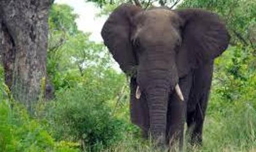 കാട്ടാനശല്യം; ഉറക്കം നഷ്ടപ്പെട്ട് വനാതിർത്തി ഗ്രാമങ്ങള്‍