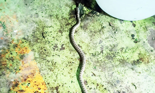 സെ​ൻ​ട്ര​ൽ മാ​ർ​ക്ക​റ്റി​ൽ പാ​മ്പി​നെ ക​ണ്ടെ​ത്തി