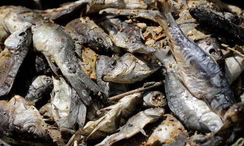 ആറ്​ മാസത്തിനുള്ളിൽ സംസ്ഥാനത്ത്​ നശിപ്പിച്ചത്​ 17,283 കിലോ മത്സ്യം