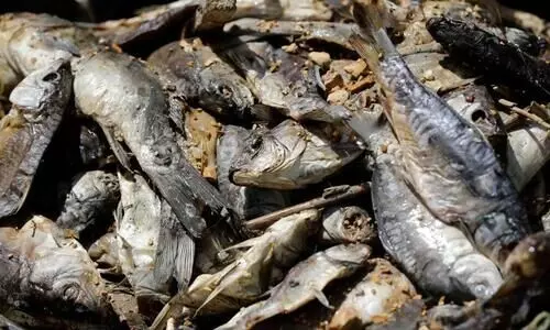 ആറ്​ മാസത്തിനുള്ളിൽ സംസ്ഥാനത്ത്​ നശിപ്പിച്ചത്​ 17,283 കിലോ മത്സ്യം