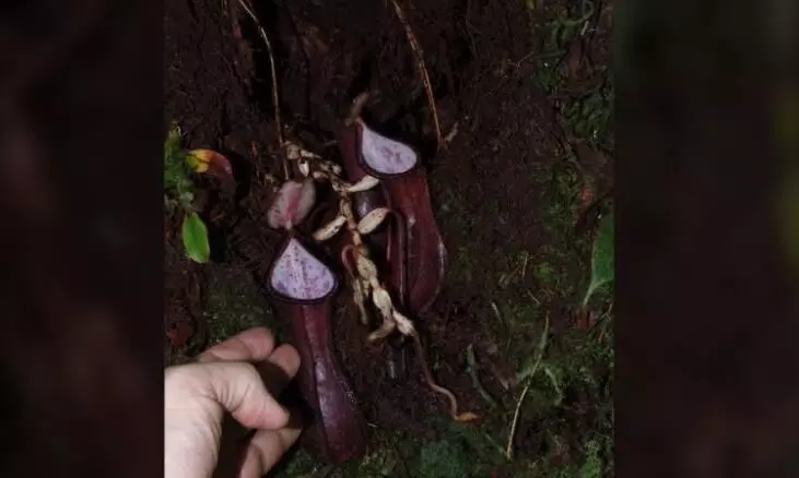 ശാസ്ത്രലോകത്തിന് കൗതുകമായി ഭൂമിക്കടിയിൽ ഇരപിടിക്കുന്ന നെപ്പന്തസ് സസ്യം
