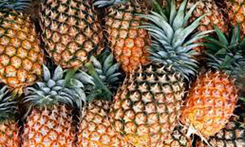 പുതിയ പൈനാപ്പിൾ കൃഷിരീതിക്ക് വാഴക്കുളത്ത് തുടക്കമാകുന്നു