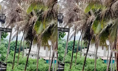 കണ്ണൂരിൽ തെങ്ങോലപ്പുഴു ബാധ രൂക്ഷം