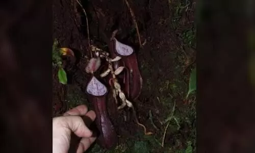 ശാസ്ത്രലോകത്തിന് കൗതുകമായി ഭൂമിക്കടിയിൽ ഇരപിടിക്കുന്ന നെപ്പന്തസ് സസ്യം