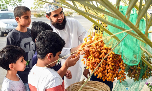 ഈത്തപ്പഴ വിളവെടുപ്പ്​: വിദ്യാർഥികൾക്ക്​ പരിശീലനം നൽകി
