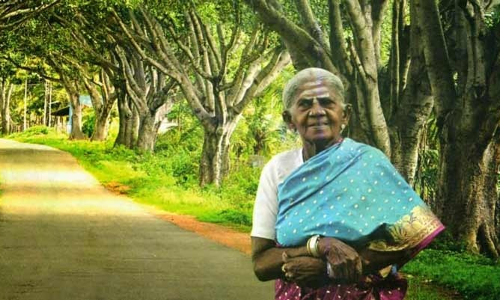 ആൽമരങ്ങൾക്ക്​ പ്രായം 70, ശാലുമാരദ തിമ്മക്കക്ക്​ 111