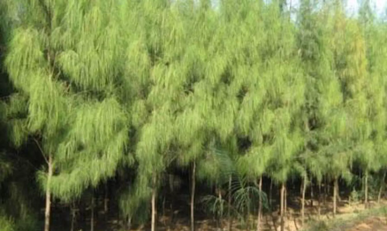 വളപ്പ് ബീച്ചിൽ തീരകവചത്തിനായി 9000 കാറ്റാടിത്തൈകൾ കൂടി