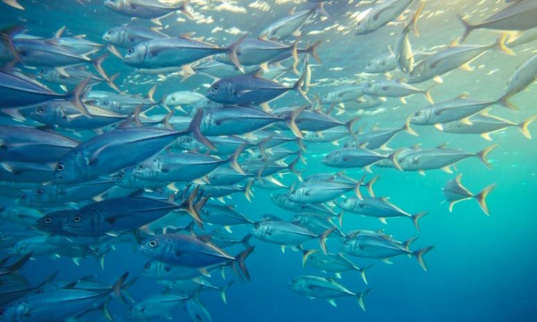 fish resources fish resources