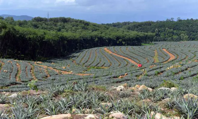 ചെ​റു​വ​ള്ളി എ​സ്റ്റേ​റ്റിൽ എരുമേലി വിമാനത്താവളം; സാധ്യതപഠന റിപ്പോർട്ട് കൈമാറി