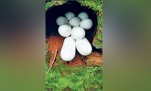 പാമ്പിൻ മുട്ടകൾ വനം വകുപ്പിന് കൈമാറി