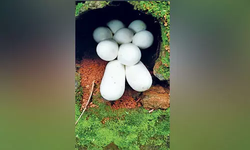 പാമ്പിൻ മുട്ടകൾ വനം വകുപ്പിന് കൈമാറി