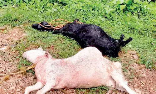 തെരുവുനായ്ക്കൾ ആടുകളെ കടിച്ചുകൊന്നു