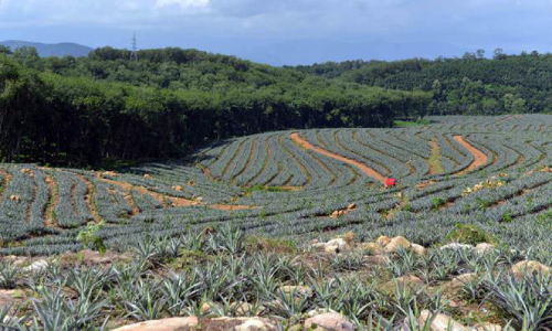 ചെ​റു​വ​ള്ളി എ​സ്റ്റേ​റ്റിൽ എരുമേലി വിമാനത്താവളം; സാധ്യതപഠന റിപ്പോർട്ട് കൈമാറി