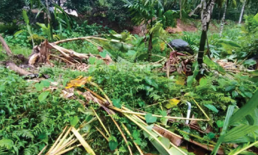 കൊന്നക്കാട് മഞ്ചുചാലിൽ കാട്ടാന കൃഷി നശിപ്പിച്ചു കൊന്നക്കാട് മഞ്ചുചാലിൽ കാട്ടാന കൃഷി നശിപ്പിച്ചു