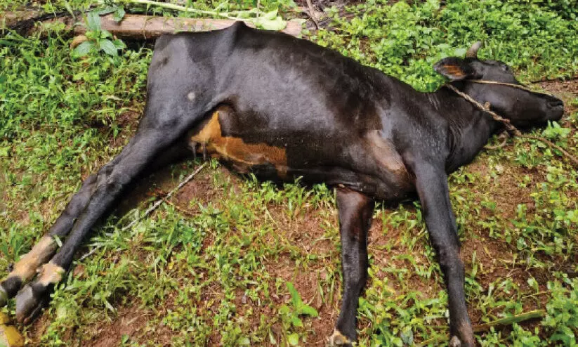 വൈ​ദ്യു​തി ക​മ്പി പൊ​ട്ടി​വീ​ണ് പ​ശു ച​ത്തു