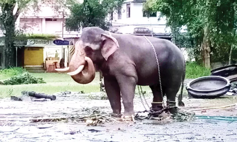 ഇടഞ്ഞോടിയ കൊമ്പനെ ആനപ്പന്തിയിൽനിന്ന് മാറ്റാനായില്ല