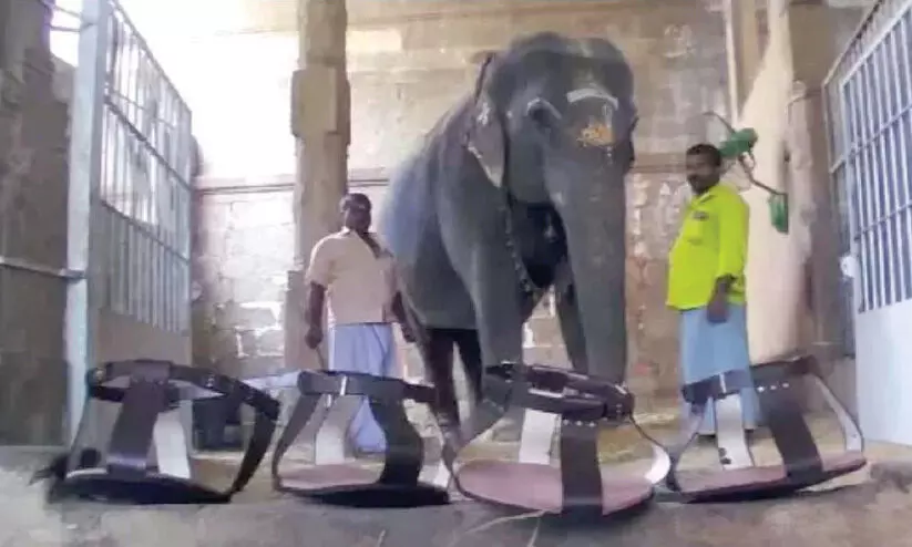 ഗാന്ധിമതി ഇനി ചെരുപ്പിടും; ആനക്ക് പാദരക്ഷകൾ നൽകി നെല്ലൈയപ്പർ ക്ഷേത്ര ഭക്തർ ഗാന്ധിമതി ഇനി ചെരുപ്പിടും; ആനക്ക് പാദരക്ഷകൾ നൽകി നെല്ലൈയപ്പർ ക്ഷേത്ര ഭക്തർ