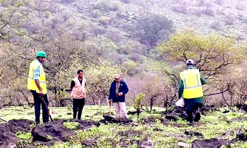 വൃക്ഷതൈ നടീൽ; ദോഫാറിൽ രണ്ടാം ഘട്ടത്തിന്​ തുടക്കം