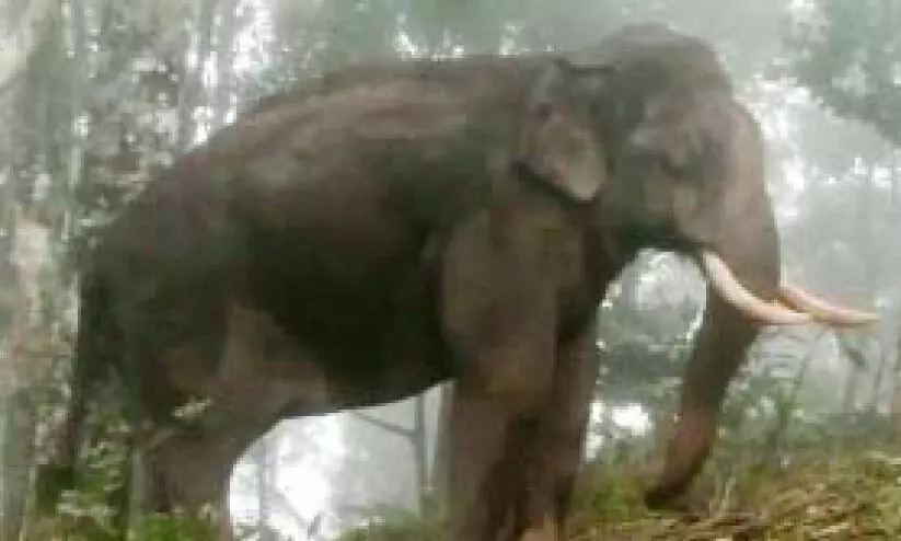 wild elephant in the Chinnakanal region