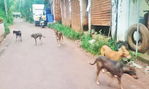 അ​ത്തോ​ളി​യി​ൽ തെ​രു​വു​നാ​യ് ശ​ല്യം രൂ​ക്ഷം; മൂ​ന്നു​പേ​ർ​ക്ക് ക​ടി​യേ​റ്റു