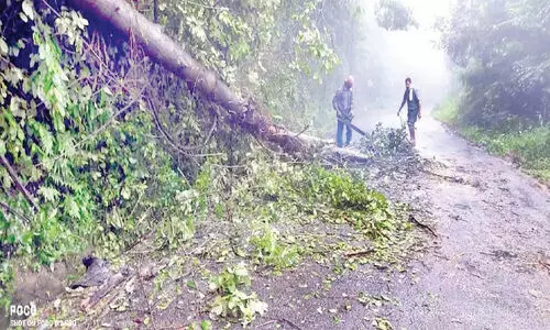 കൊട്ടിയൂർ ചുരം പാതയിൽ വീണ വൻമരം മുറിച്ചുമാറ്റി
