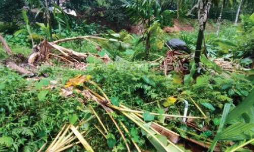 കൊ​ന്ന​ക്കാ​ട് മ​ഞ്ചു​ചാ​ലി​ൽ കാട്ടാന കൃഷി നശിപ്പിച്ചു