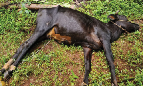 വൈ​ദ്യു​തി ക​മ്പി പൊ​ട്ടി​വീ​ണ് പ​ശു ച​ത്തു