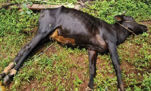 വൈ​ദ്യു​തി ക​മ്പി പൊ​ട്ടി​വീ​ണ് പ​ശു ച​ത്തു