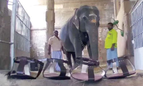 ഗാന്ധിമതി ഇനി ചെരുപ്പിടും; ആനക്ക്​ പാദരക്ഷകൾ നൽകി നെ​ല്ലൈയപ്പർ ക്ഷേത്ര ഭക്തർ